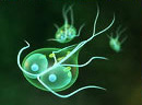 Giardia