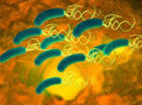 Helicobacter