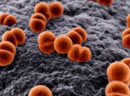 Meningococcus