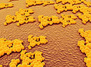 Streptococcus